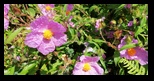 Evia - Cascadele Drimona -28-05-2023 - Bogdan Balaban